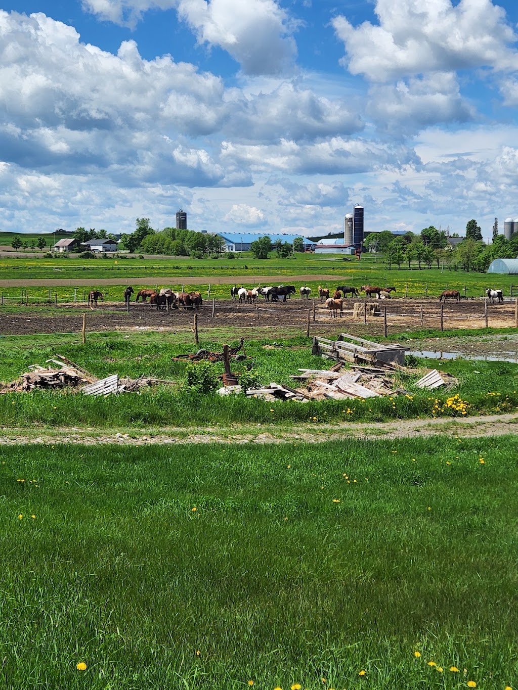 Ranch BoSoleil | 532 Rang Saint-Henri, Saint-Bernard, QC G0S 2G0, Canada | Phone: (418) 209-0865
