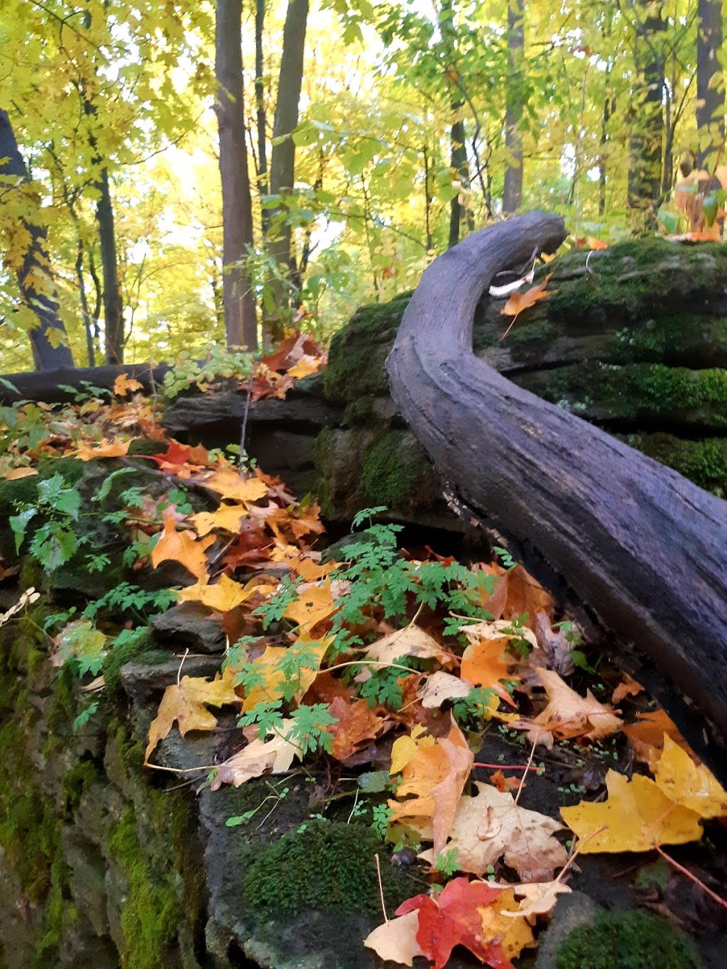 Woodend Conservation Area | 1 Taylor Rd, St. Catharines, ON L2V 3Y5, Canada | Phone: (905) 788-3135