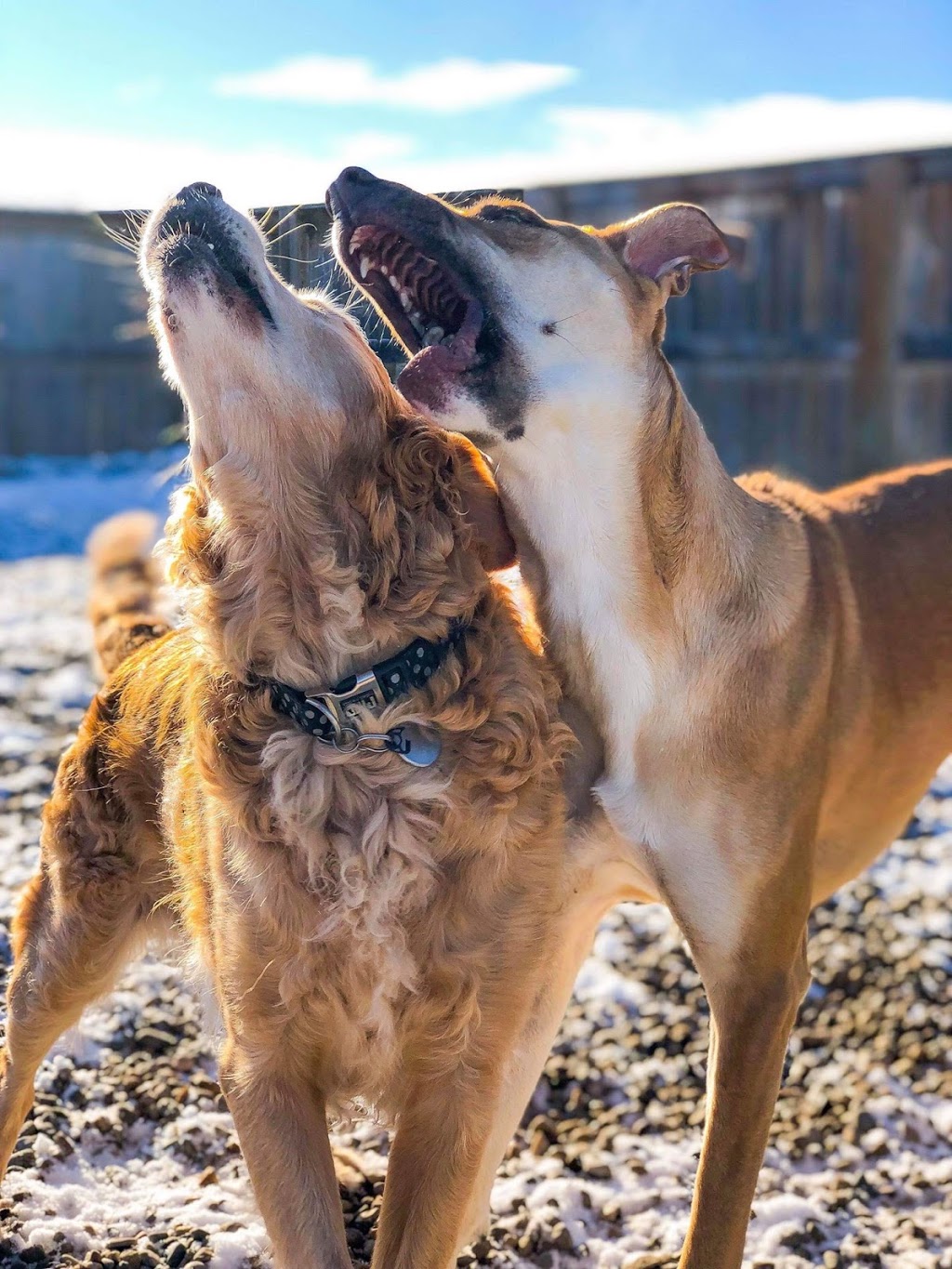 Love Your Pet Animal Care Professionals | 10213 Township Rd 284A, Crossfield, AB T0M 0S0, Canada | Phone: (403) 265-7387