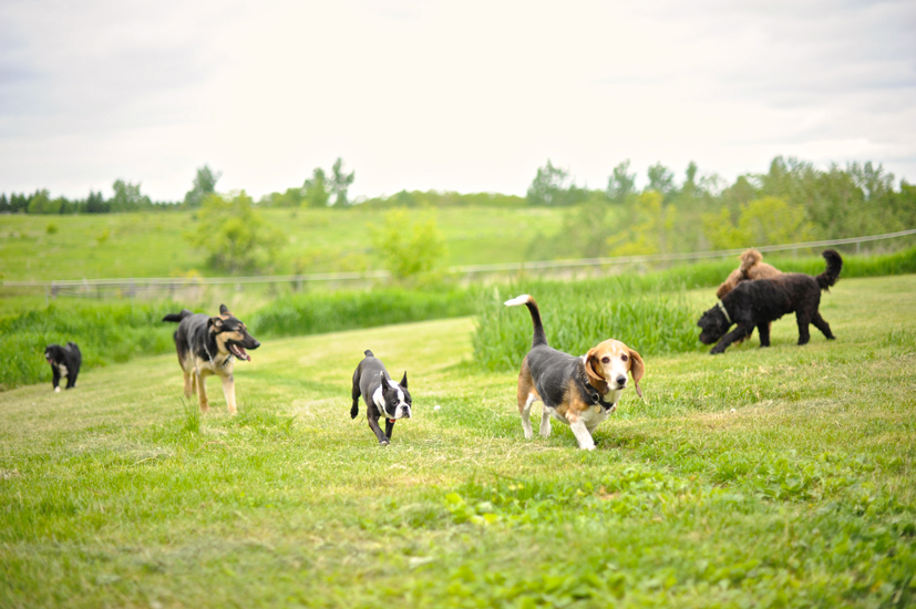 Uberdog Ranch | 155 N Bethesda Rd RR #1, Baltimore, ON K0K 1C0, Canada | Phone: (416) 421-2040