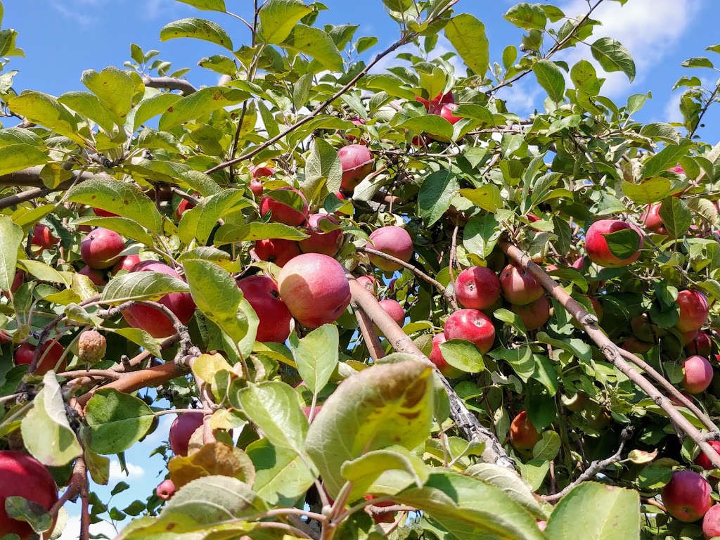 TARTOPOM, verger, pommes, poires, biologiques | 330 Rang de la Montagne, Rougemont, QC J0L 1M0, Canada | Phone: (450) 469-3780