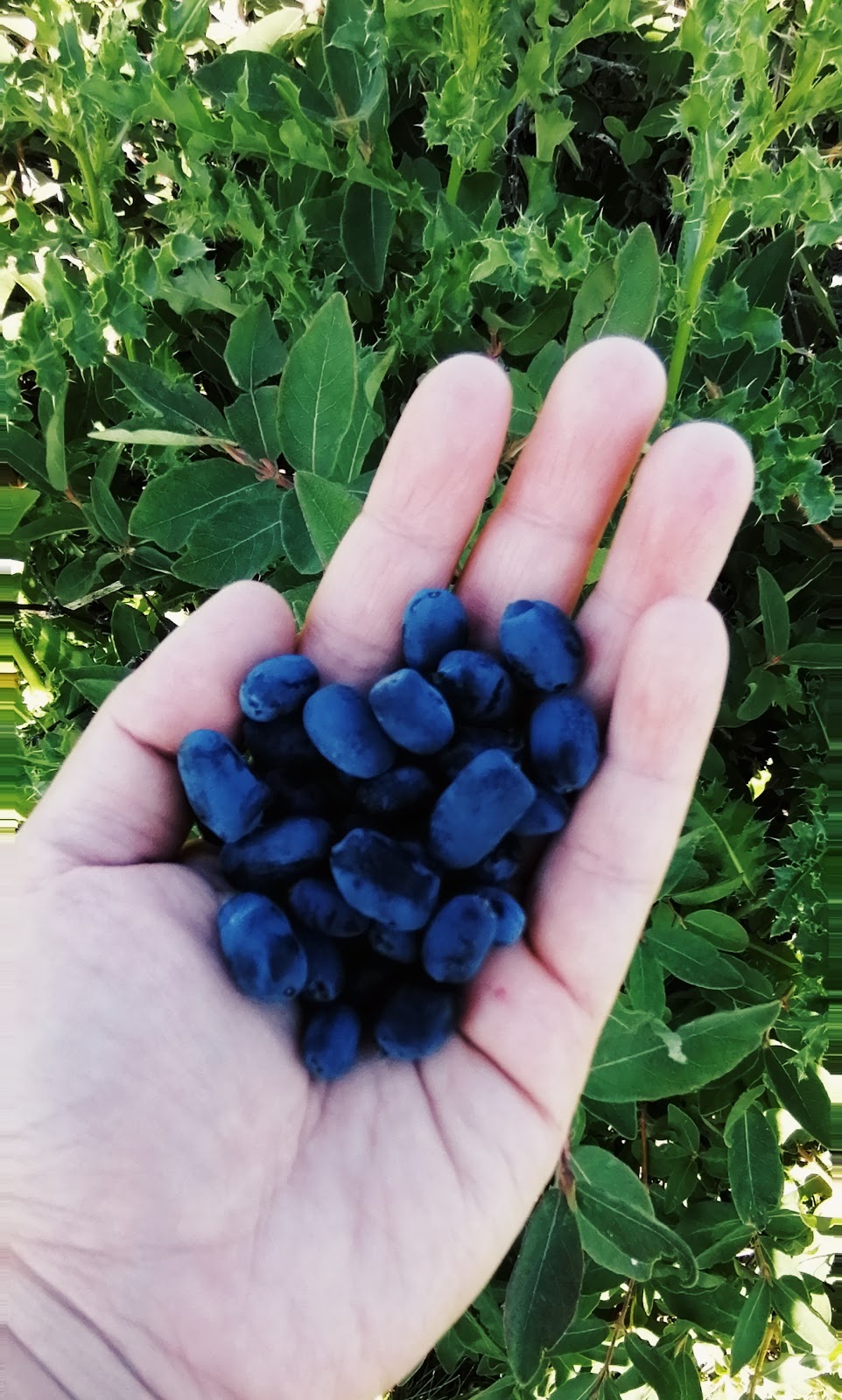 Pleasant View U Pick Berries | Site 2 Comp 6 RR#1, Crossfield, AB T0M 0S0, Canada | Phone: (403) 946-5400