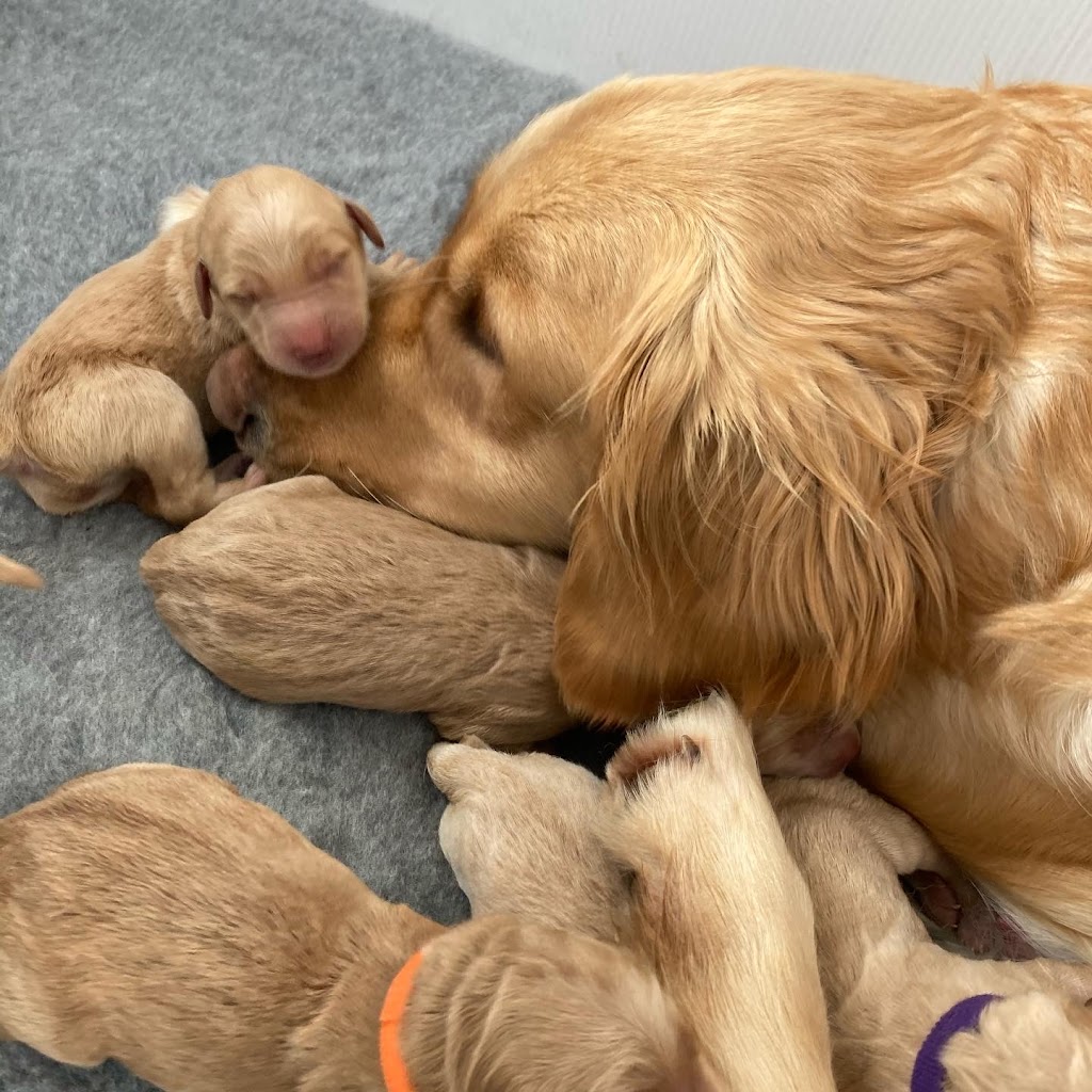 Daisy’s Golden Doodles | 1064 Bronk Rd, Belleville, ON K0K 2V0, Canada | Phone: (613) 242-5754