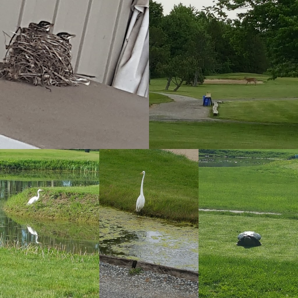 Fort Erie Golf Club | 1150 Sunset Dr, Fort Erie, ON L2A 5M4, Canada | Phone: (905) 991-8883
