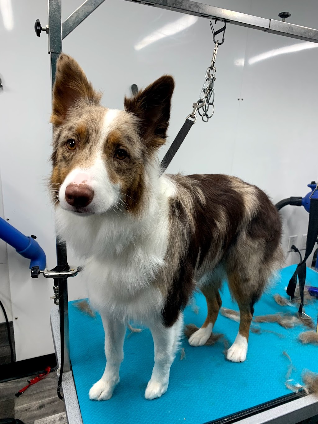 Toilettage Soins & Câlins | 7B Av. des Pins, Bedford, QC J0J 1A0, Canada | Phone: (450) 523-3647