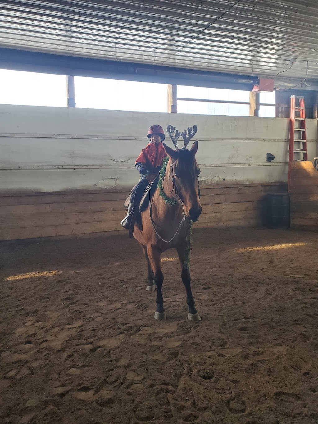 Rock n Horse Ranch | Red Deer County, AB T0M 1R0, Canada | Phone: (403) 357-9761