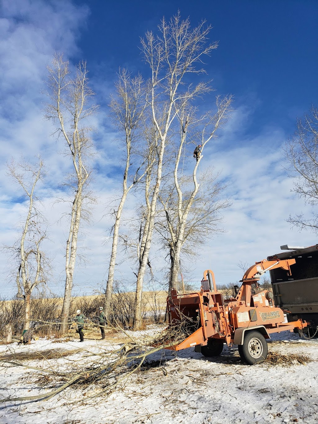 Prairie Woodlands Tree Care Ltd. | 264098, Range Rd 13, Airdrie, AB T4B 5B7, Canada | Phone: (587) 600-8936