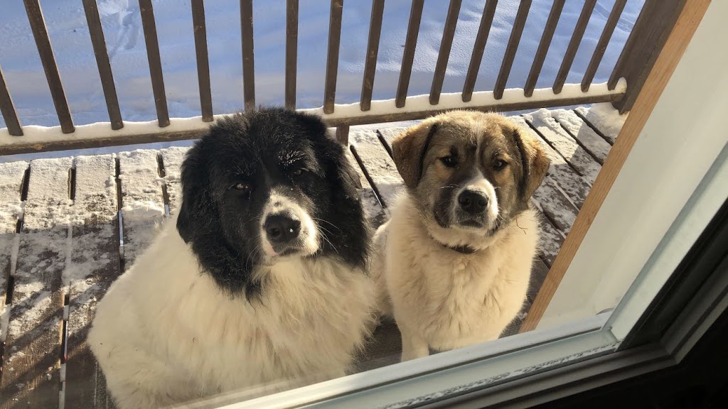 Spiritwood Veterinary Service | 204 5 St W, Spiritwood, SK S0J 2M0, Canada | Phone: (306) 883-2370