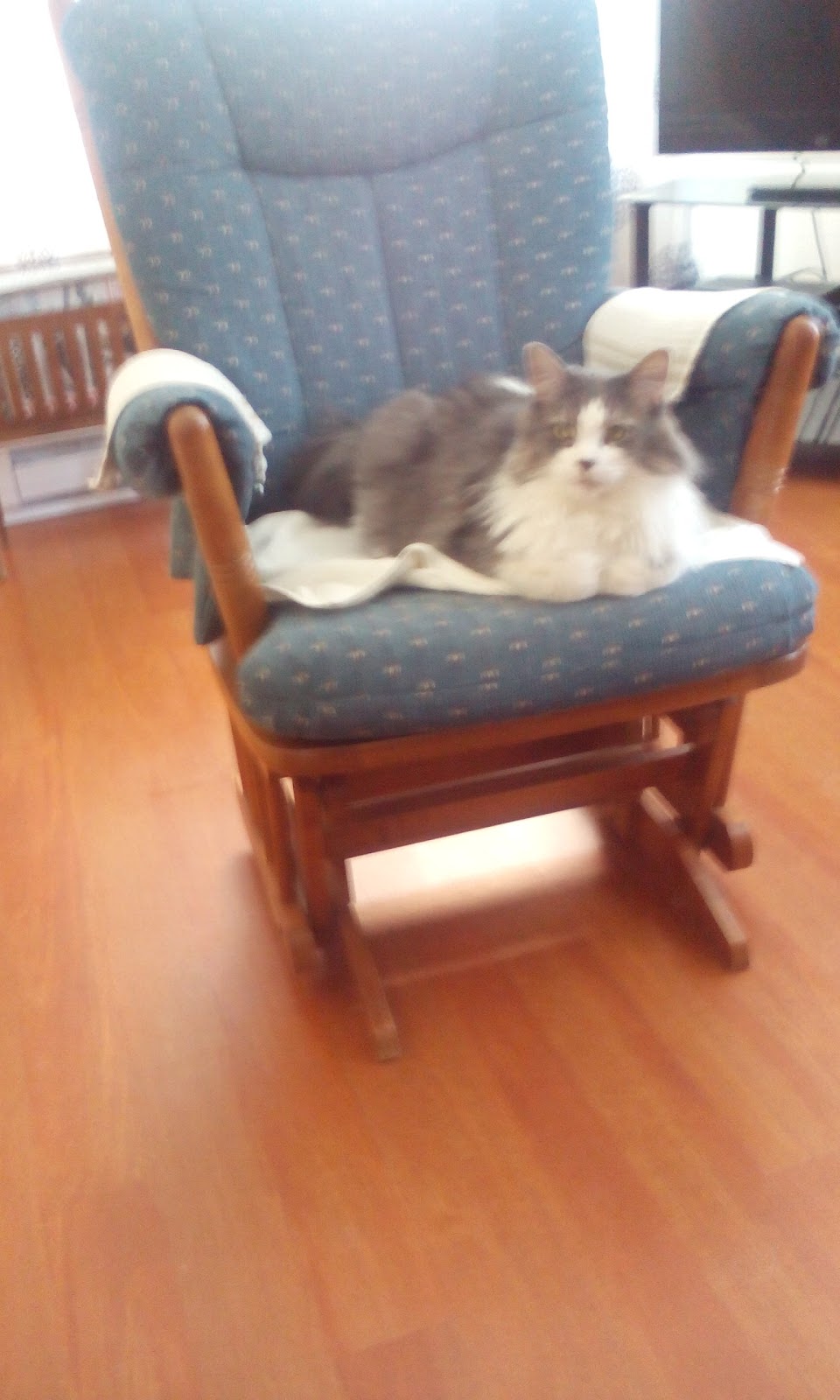 Animalerie Wouf-Miaou | 3175 Boulevard des Récollets, Trois-Rivières, QC G9A 6M1, Canada | Phone: (819) 370-1919