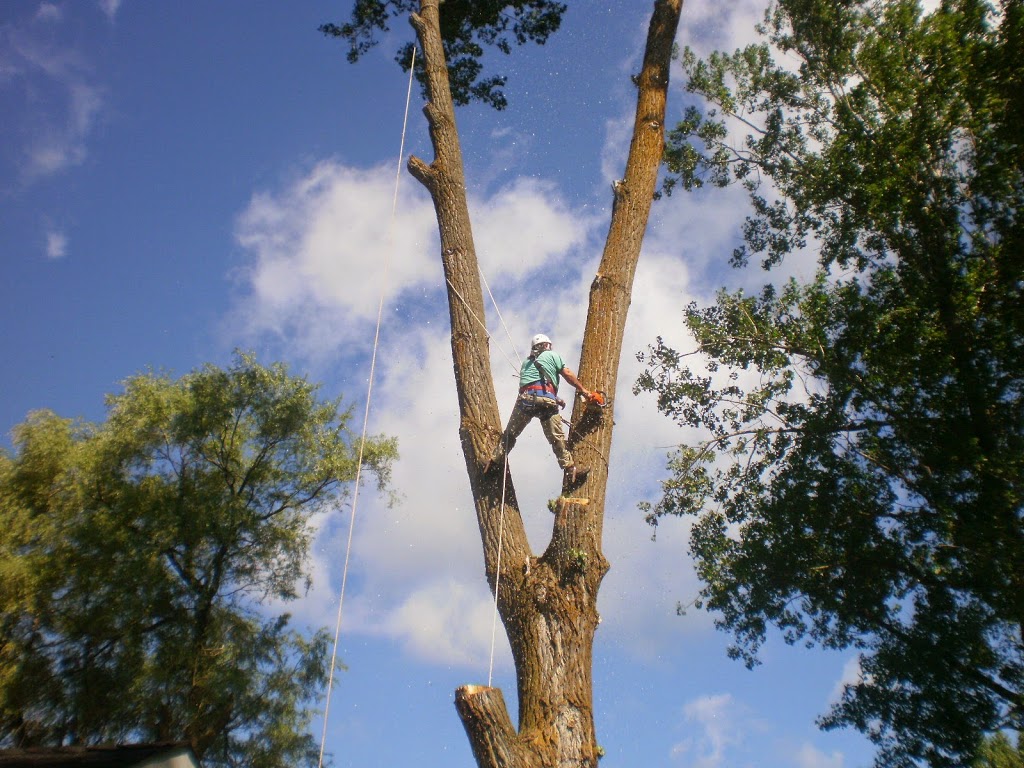DLG Tree Service | 2886 Penetanguishene Rd, Springwater, ON L9X 1Z7, Canada | Phone: (705) 728-9369