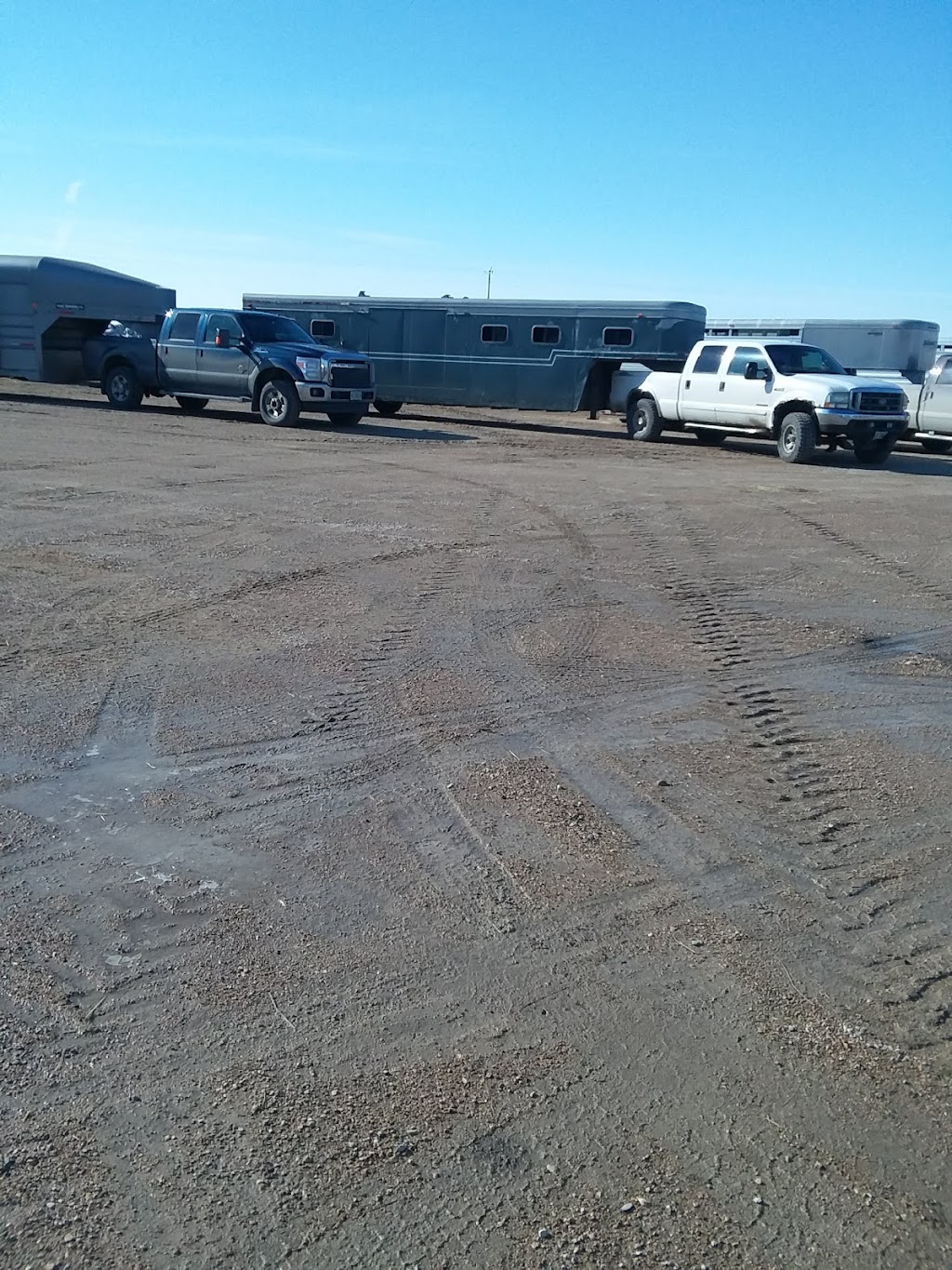 Grunthal Livestock Auction Mart Ltd | 28121 Private 205 Rd, Grunthal, MB R0A 0R0, Canada | Phone: (204) 434-6519