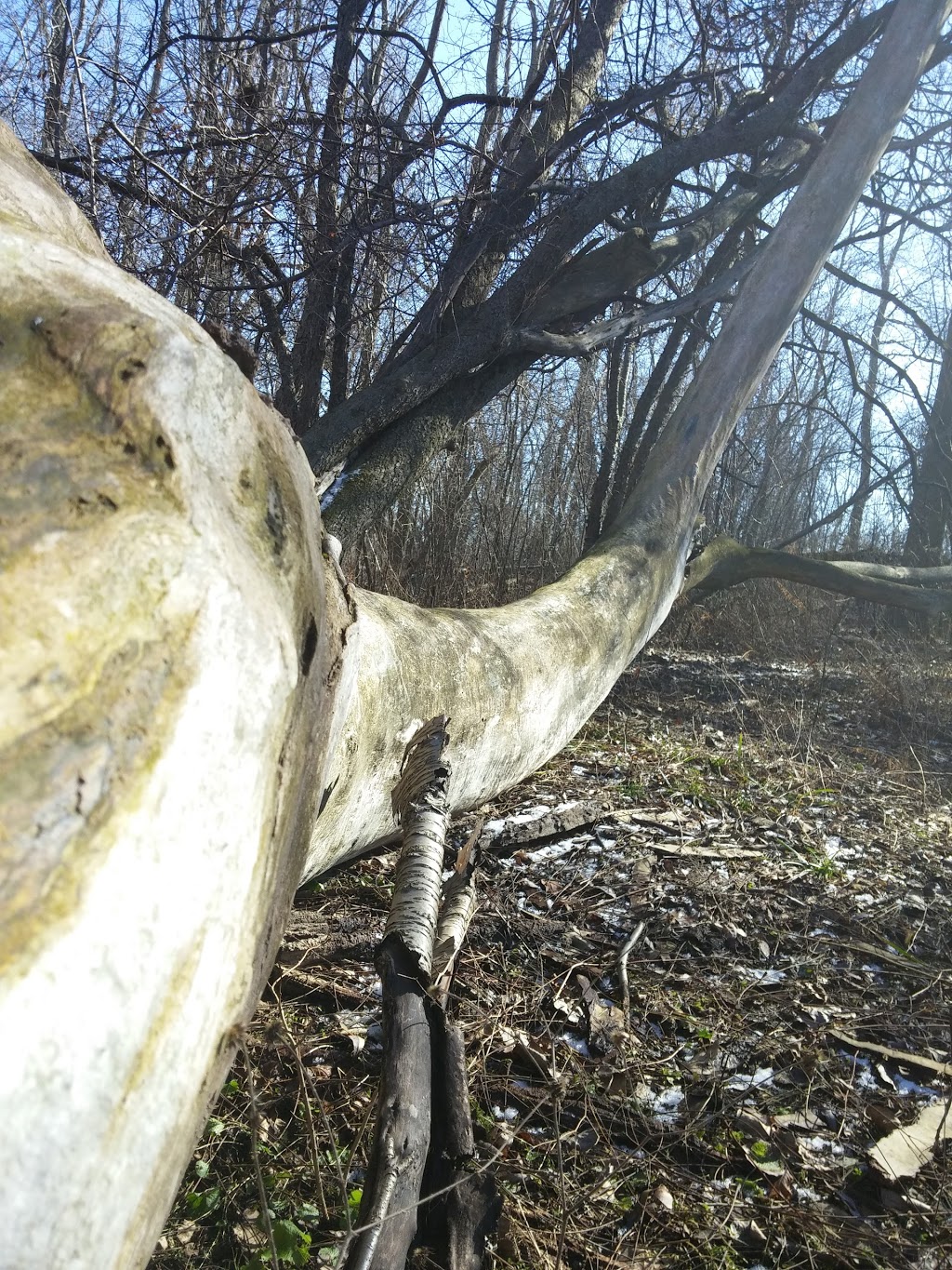 Mud Lake Conservation Area | 3031 Elm St, Port Colborne, ON L3B 5K7, Canada | Phone: (905) 788-3135