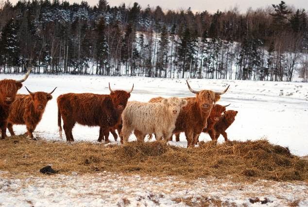 Highview Farm | 1155 Grand Pré Rd, Wolfville, NS B4P 2R3, Canada | Phone: (902) 542-0214