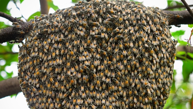 bee swarm removal niagara | 5690 Bossert Rd, Niagara Falls, ON L2H 2H8, Canada | Phone: (905) 650-5180