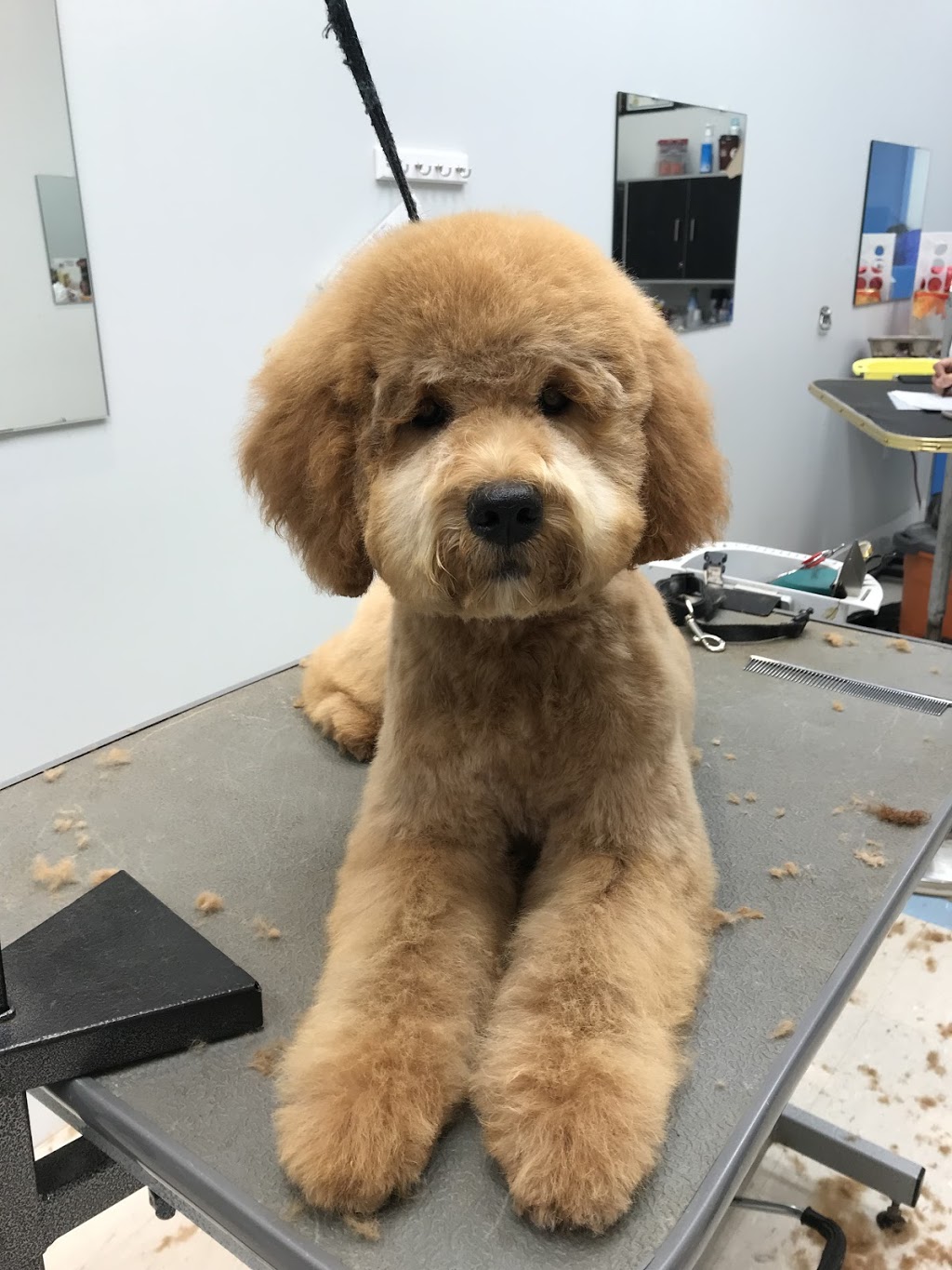 Fluffy Spa | 328 York Regional Rd 7 #3, Richmond Hill, ON L4B 3P7, Canada | Phone: (905) 709-9908