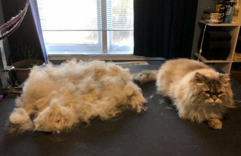 Nail to Tail pet grooming | 1334 Armour Rd, Peterborough, ON K9H 0E2, Canada | Phone: (705) 745-2581