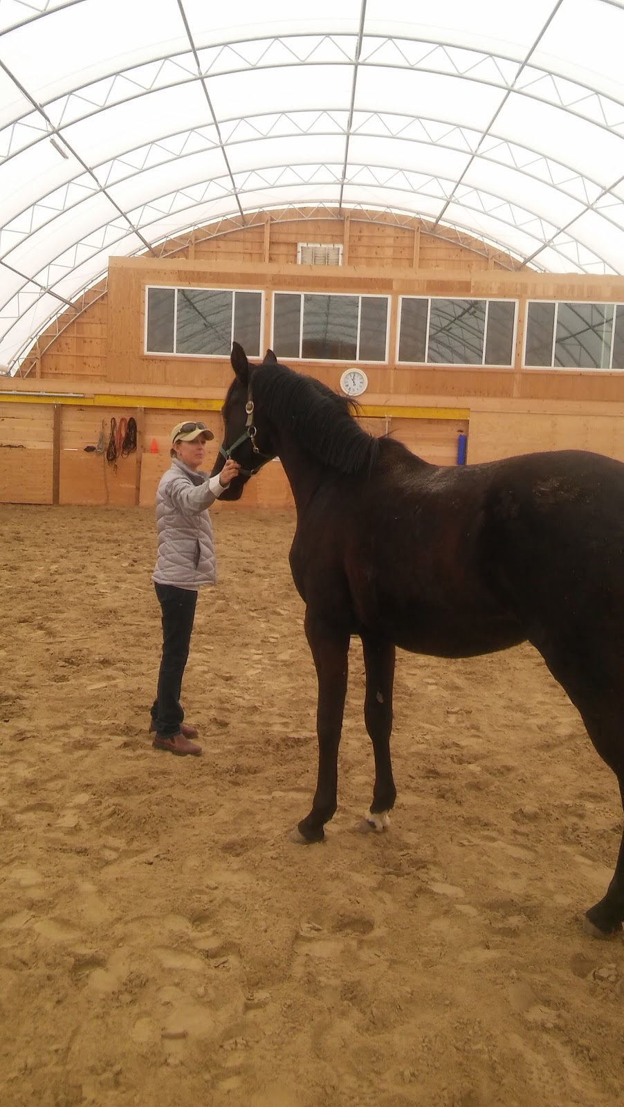 Mussennist Dressage Inc | 843479 Rd 84, Embro, ON N0J 1J0, Canada | Phone: (519) 280-7665