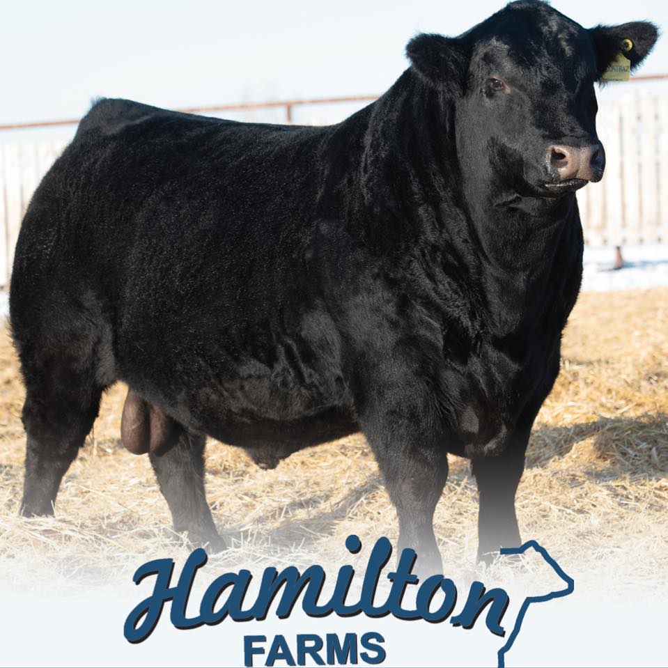 Hamilton Farms Black Angus | 274132 RGE RD 33, AB T4C 2Y2, Canada | Phone: (403) 932-5980