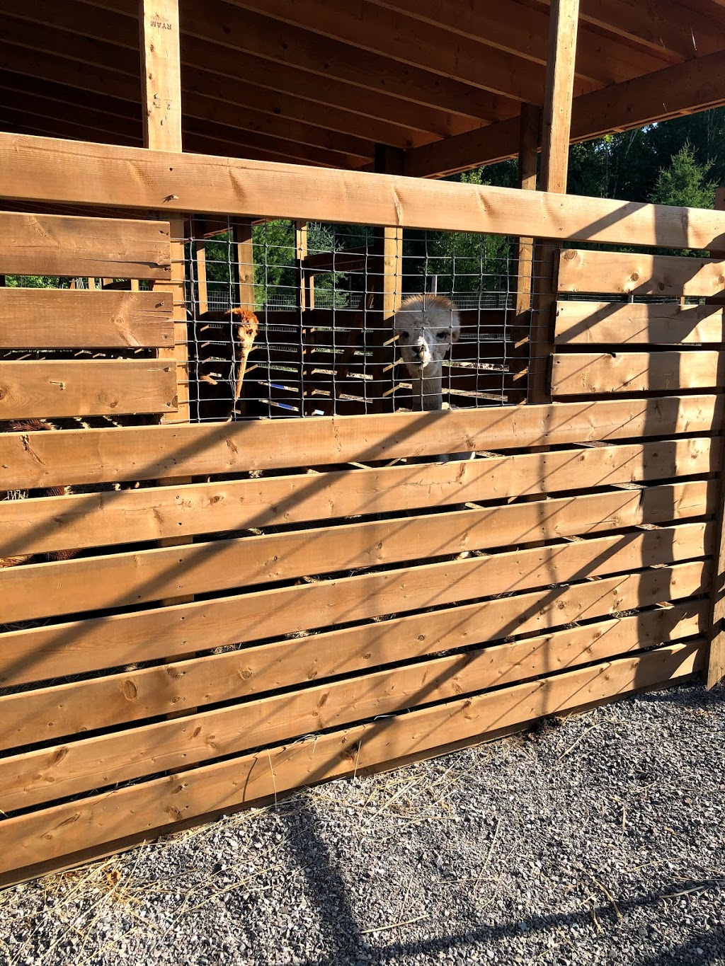 Windmill Point Alpaca Farm | 24 Otter Ln, Coboconk, ON K0M 1K0, Canada | Phone: (289) 969-0314