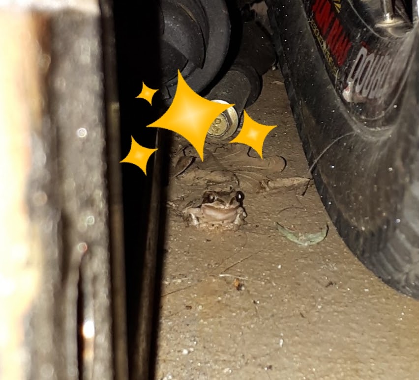 THE Glenmore FROG HUT | 2550 Hollywood Rd N, Kelowna, BC V1V 2S6, Canada | Phone: (778) 764-5122