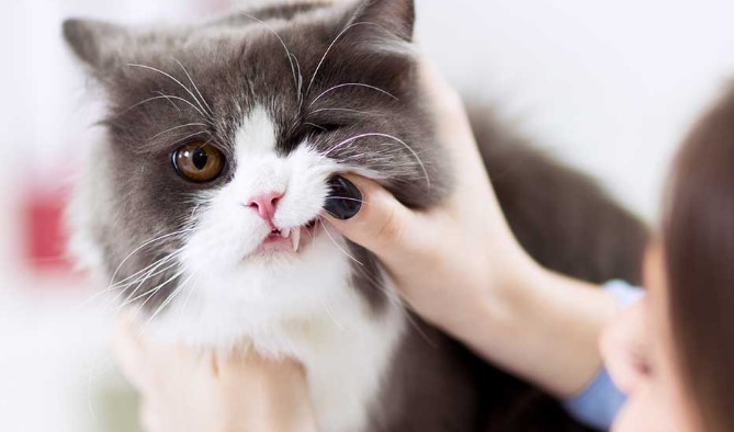 St. Claude Veterinary Clinic | 127 PTH 2, East, Saint Claude, MB R0G 1Z0, Canada | Phone: (204) 379-2374