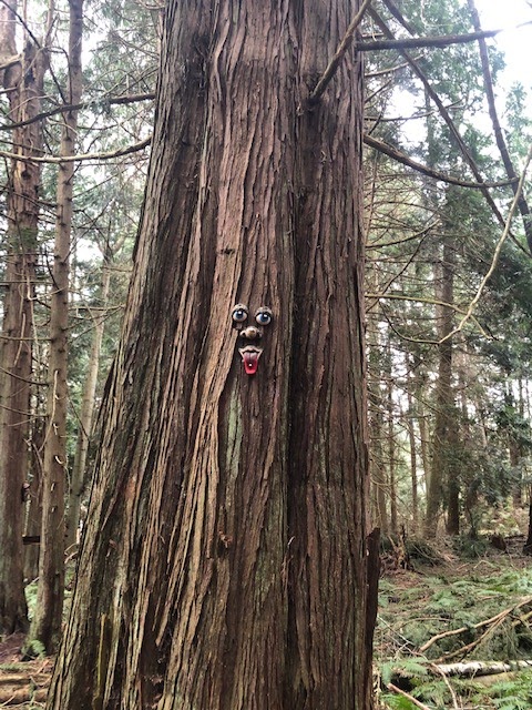 Enchanted Forest Trail | 2050 Benson Rd, Point Roberts, WA 98281, USA