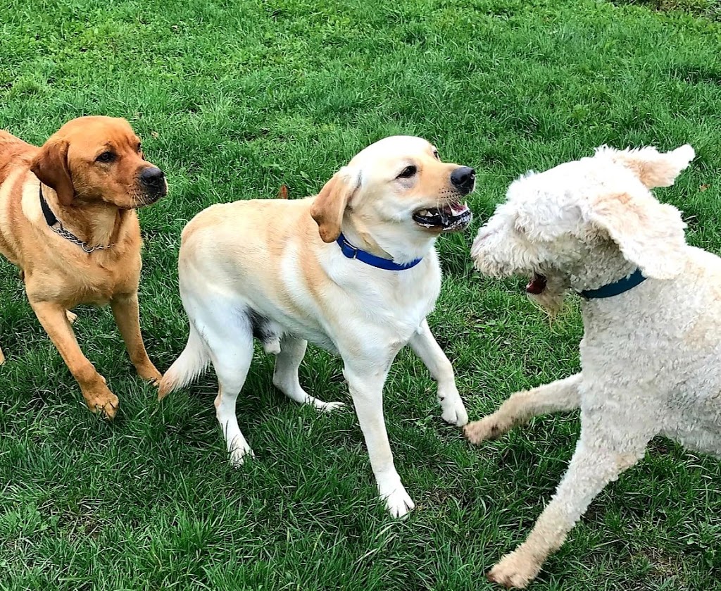 Loyalist Barkway Boarding Kennels | 9675 ON-33, Bath, ON K0H 1G0, Canada | Phone: (613) 777-5024