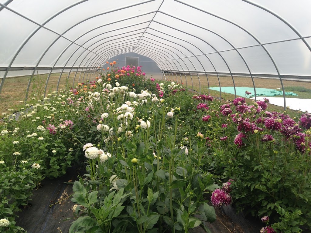 Bloom Farm | 29691 0 Ave, Abbotsford, BC V4X 2J4, Canada | Phone: (604) 305-3503
