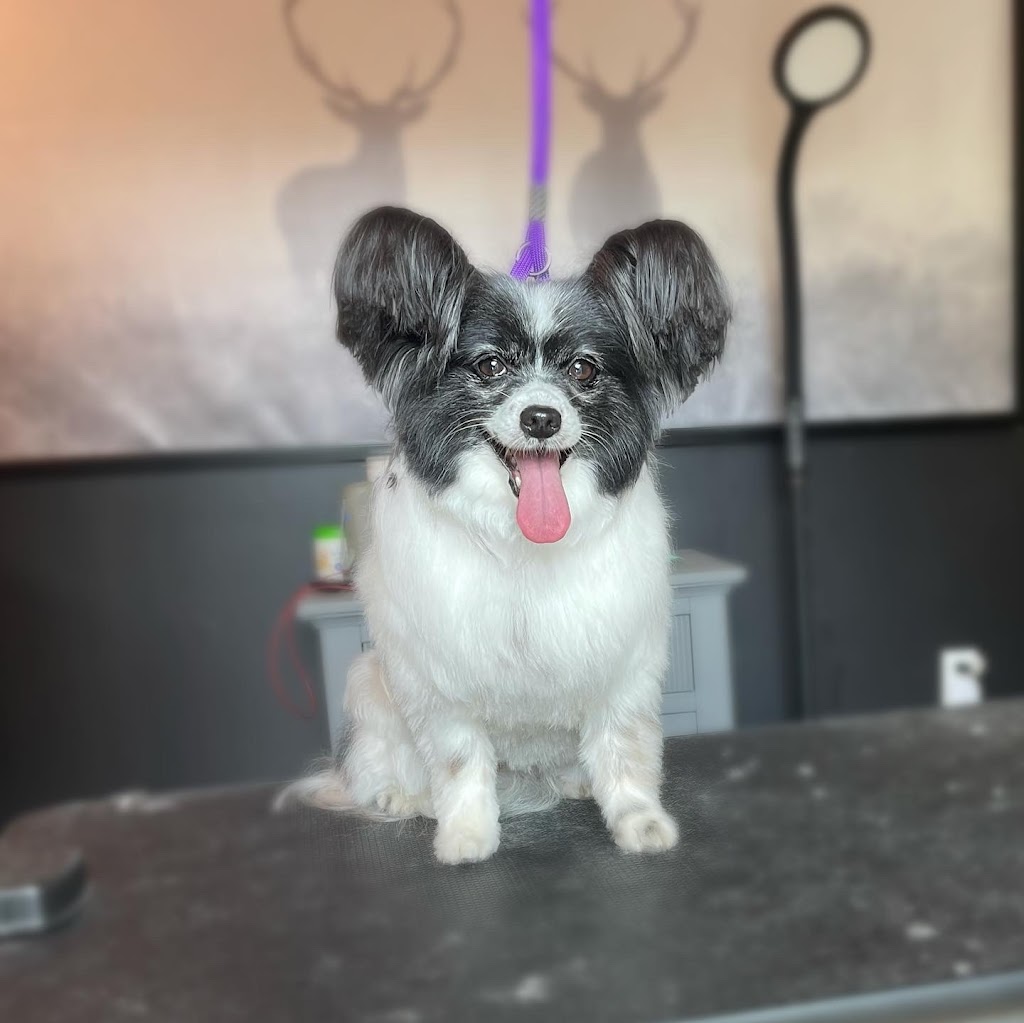 Silk & Bone Dog Grooming | 8010 Coleman St, Mission, BC V2V 6R5, Canada | Phone: (604) 908-9395