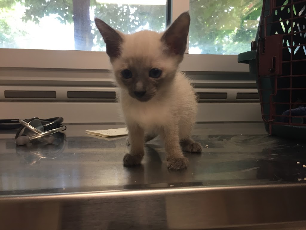 Dale Veterinary Clinic | 121 Toronto Rd #131, Port Hope, ON L1A 3S6, Canada | Phone: (905) 885-9577