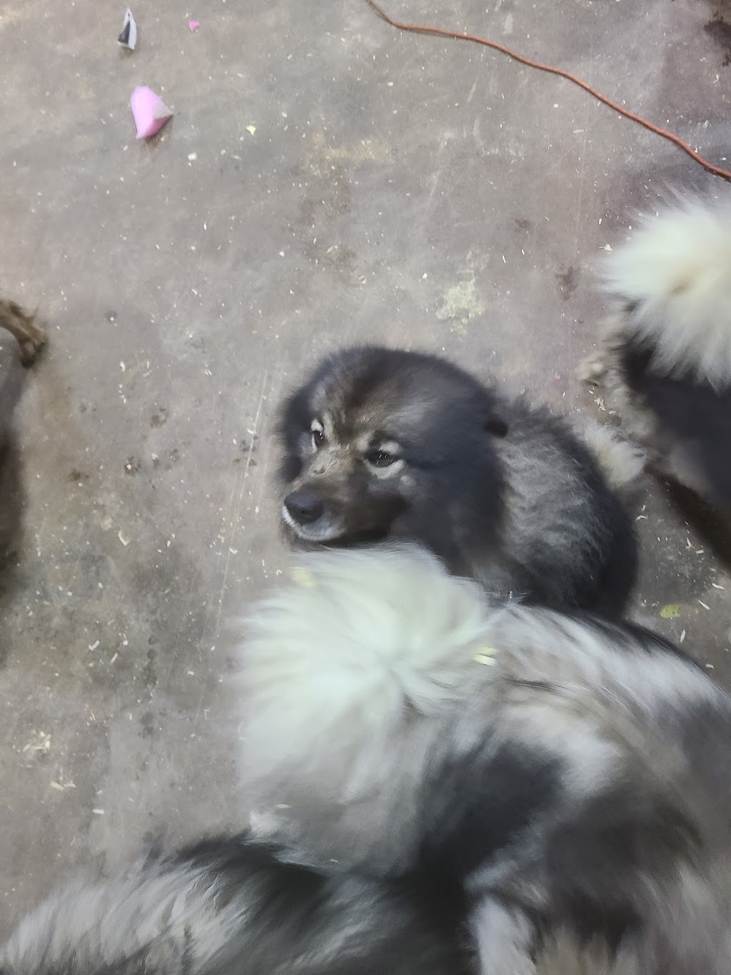 Sweet Home Keeshond | 591 6e rang, Saint-Rosaire, QC G0Z 1K0, Canada | Phone: (819) 350-9082