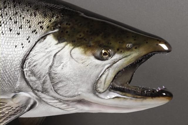 Advanced Taxidermy | 3630 King St, Inglewood, ON L7C 0R5, Canada | Phone: (416) 614-7320