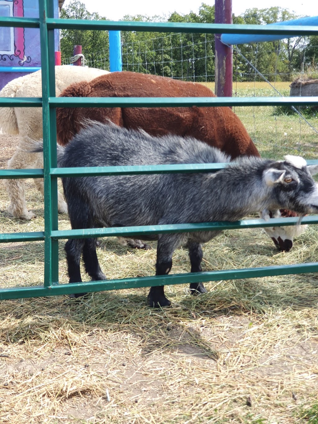 Ostrich Land Farm | 8299 Concession 2 Rd, Caistor Centre, ON L0R 1E0, Canada | Phone: (647) 988-0841