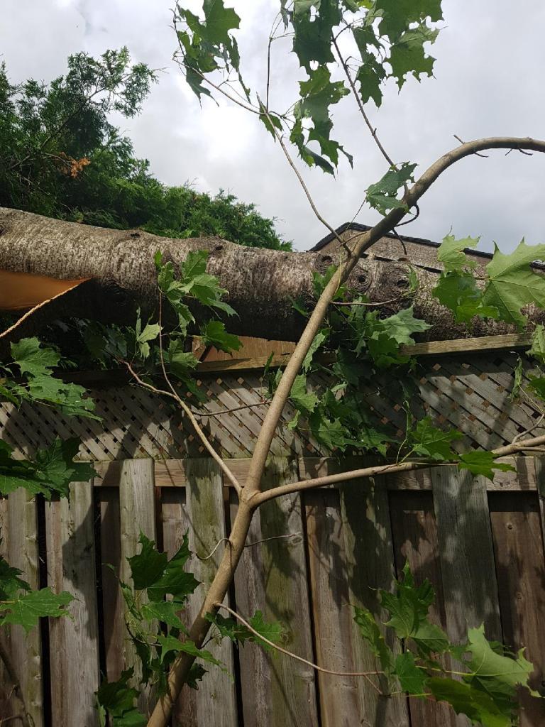 Big Wood Tree & Yard | 3769 Wood Ave, Orillia, ON L3V 6H3, Canada | Phone: (705) 795-4156