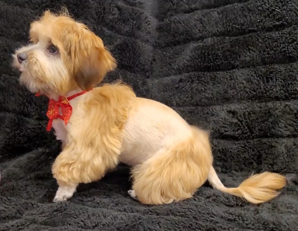 Emilias Pet Grooming & Pet Portraits | 100 Maureen Ave, Welland, ON L3C 4H6, Canada | Phone: (647) 204-0788