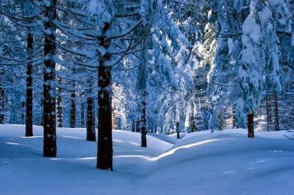 Grands Bois | Chemin Morgan, Saint-Adolphe-dHoward, QC J0T 2B0, Canada | Phone: (819) 323-1541