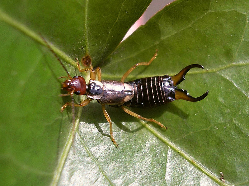 Pest control Bolton | 16395 The Gore Rd, Caledon, ON L7E 4X0, Canada | Phone: (647) 985-6477