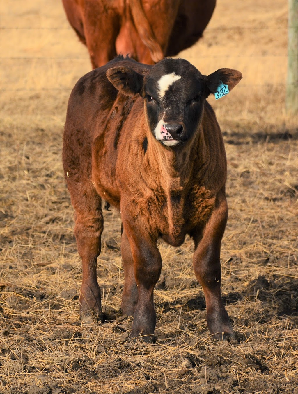 Letts Farm | 60231- Rge Rd, 11, Westlock, AB T7P 2N9, Canada | Phone: (780) 307-6211