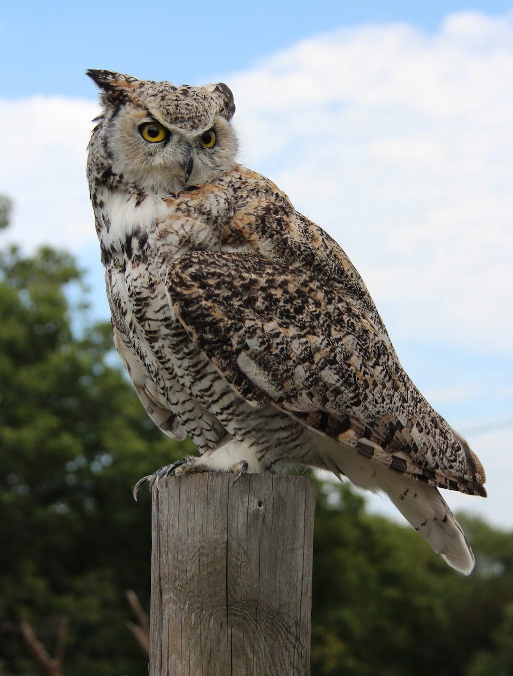 Prairie Flight and Fur Taxidermy | Box 94, Jansen, SK S0K 2B0, Canada | Phone: (306) 365-7721