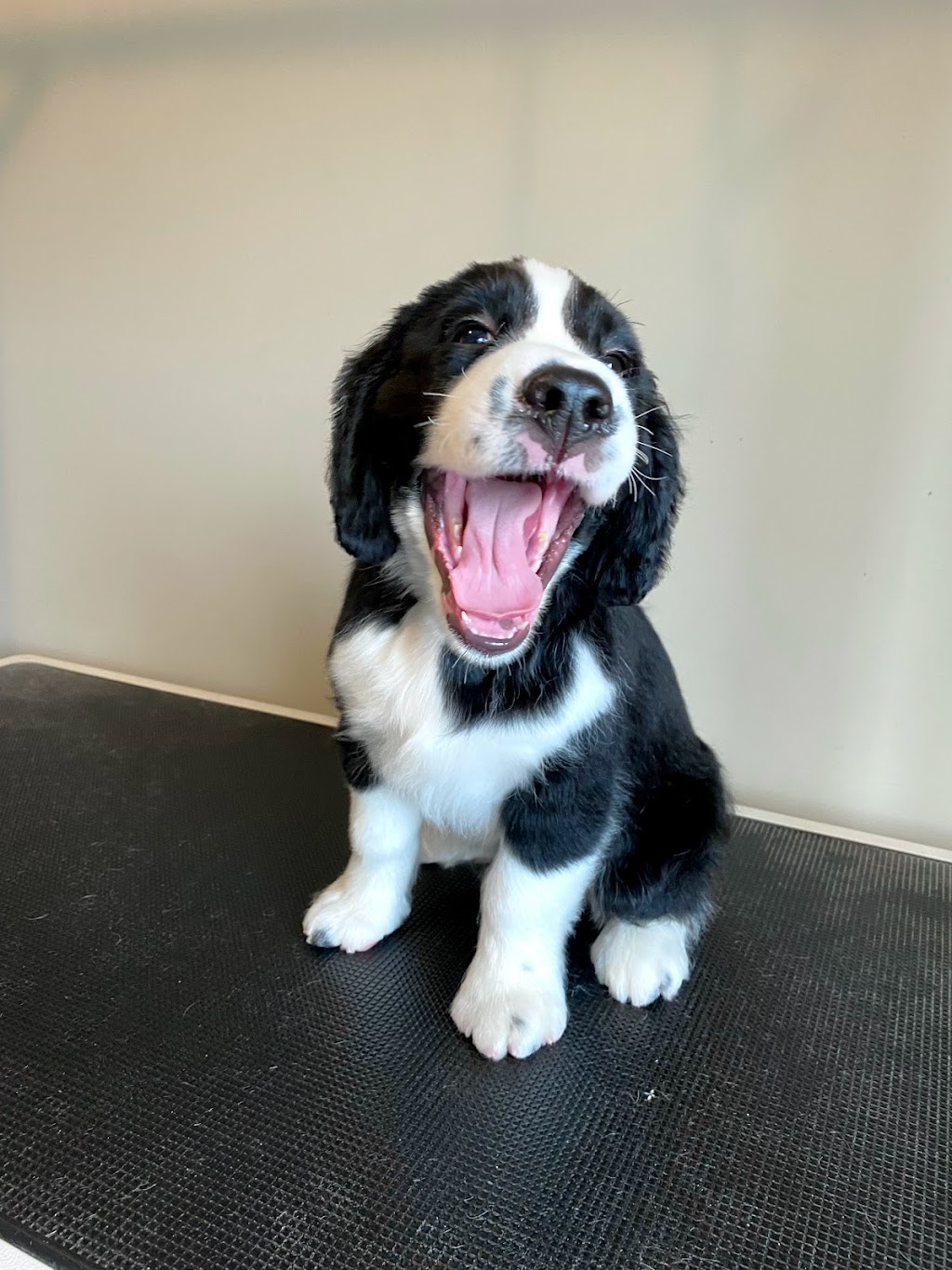 Tail-rific Dog Grooming Evanston | Evanscrest Common, Calgary, AB T3P 0R7, Canada | Phone: (403) 401-2938