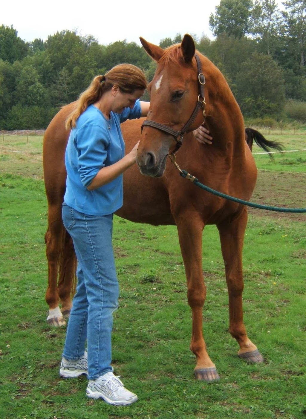 Mueller Animal Chiropractic | 207 Bayside Rd, Bellingham, WA 98225, USA | Phone: (360) 738-3763