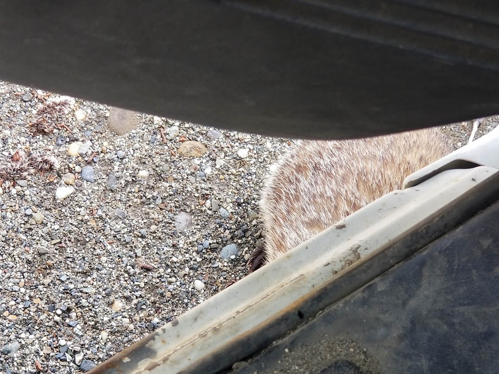 Safelite AutoGlass | 593 Union St, Newport, VT 05855, USA | Phone: (802) 323-1042