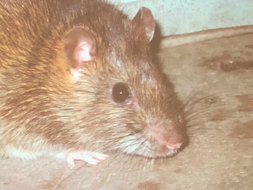 Barrier Pest Control | 212 Church St, Bradford, ON L3Z 1R2, Canada | Phone: (905) 252-7378