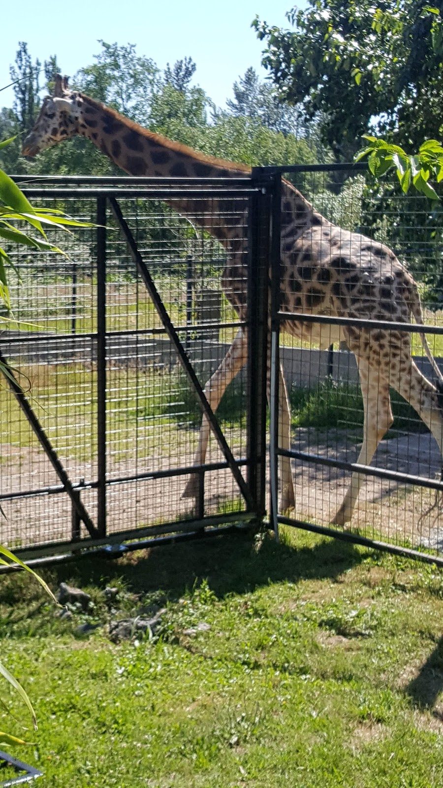 Greater Vancouver Zoo | 5048 264 St, Aldergrove, BC V4W 1N7, Canada | Phone: (604) 856-6825