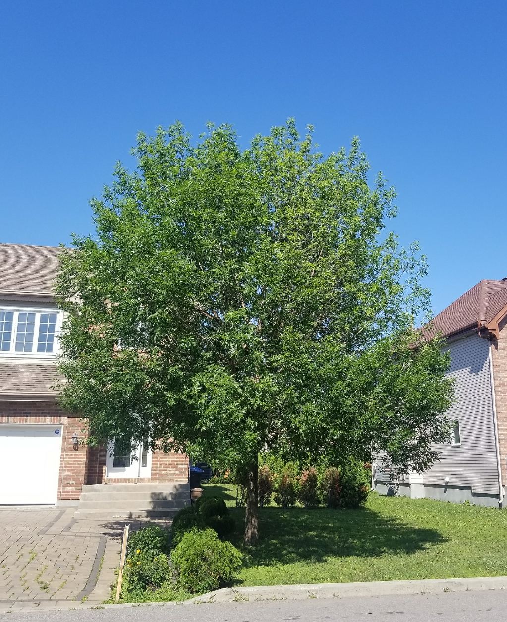 Émondage Red Ladder Tree Services Inc. | 2525 Pl. du Louvet, Saint-Lazare, QC J7T 3L7, Canada | Phone: (514) 696-5205