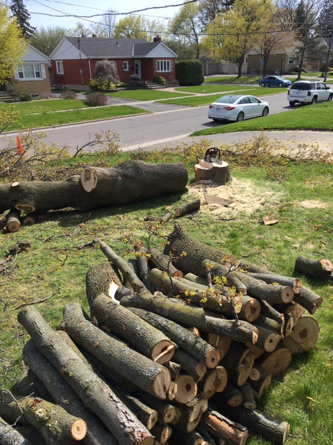Skylark Tree Care Inc. | 1185 Ridgecrest Ave, Oshawa, ON L1H 1V5, Canada | Phone: (289) 992-9509