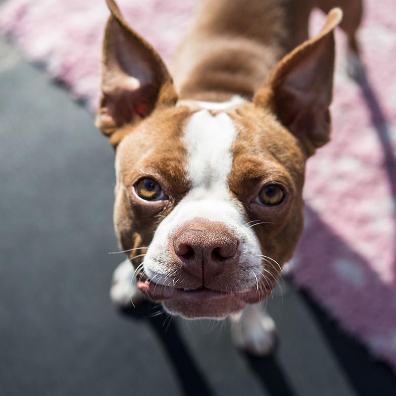 Happiest Pup Pet Services | 3085 Departure Bay Rd, Nanaimo, BC V9T 1B6, Canada | Phone: (250) 268-4493