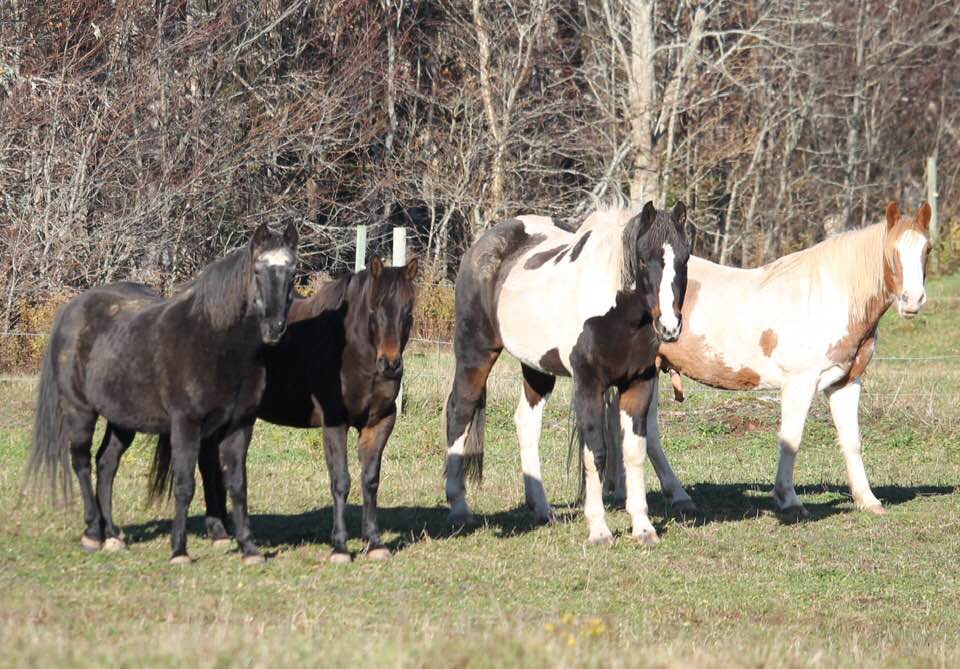 Equine Solace | 3925 E River West Side Rd, Eureka, NS B0K 1B0, Canada | Phone: (902) 923-2008