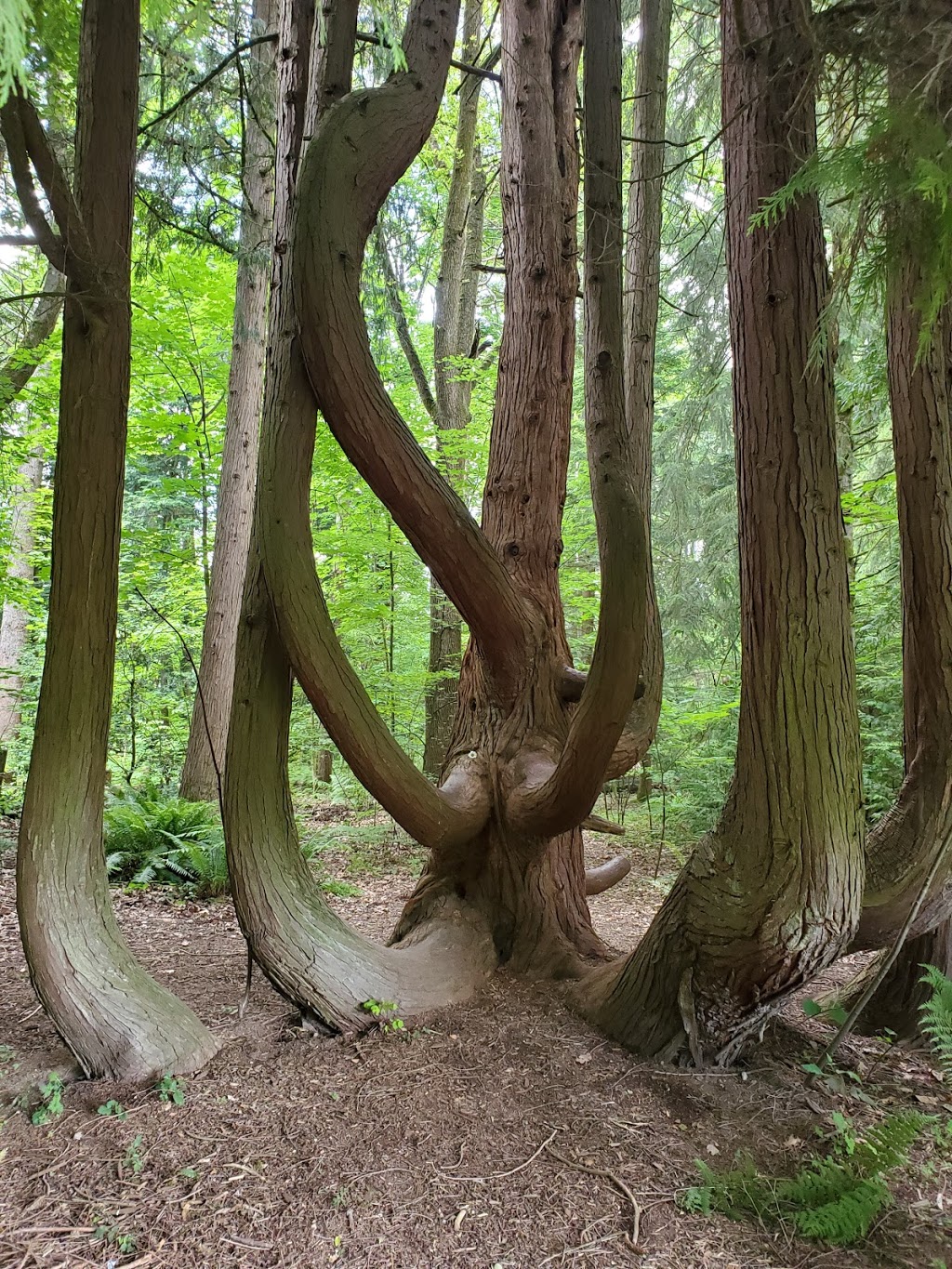 Surrey Nature Centre | 14225 Green Timbers Way, Surrey, BC V3T 0J2, Canada | Phone: (604) 502-6065