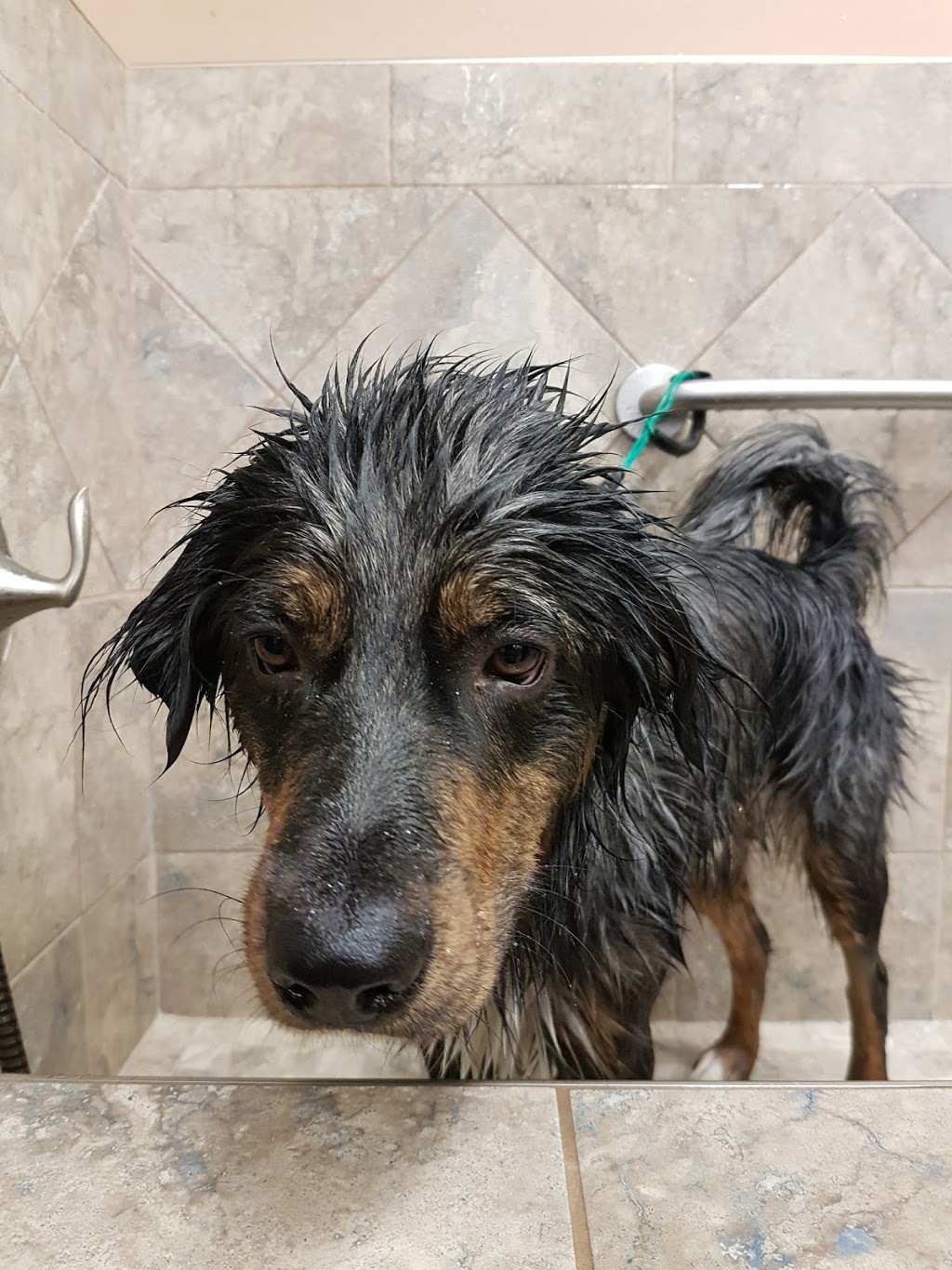 Pet Valu | 27 Marion St, Winnipeg, MB R2H 0S8, Canada | Phone: (204) 237-7383